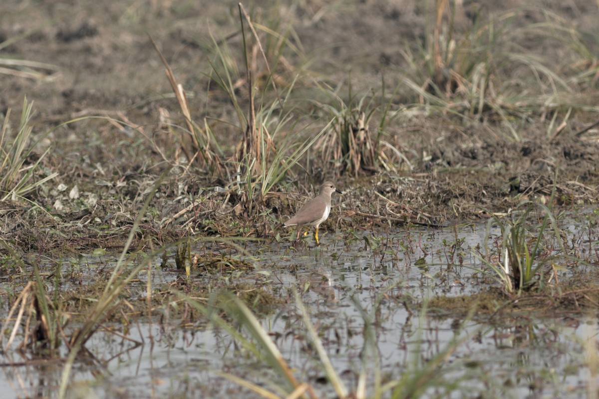 keptuška běloocasá - ML402246181