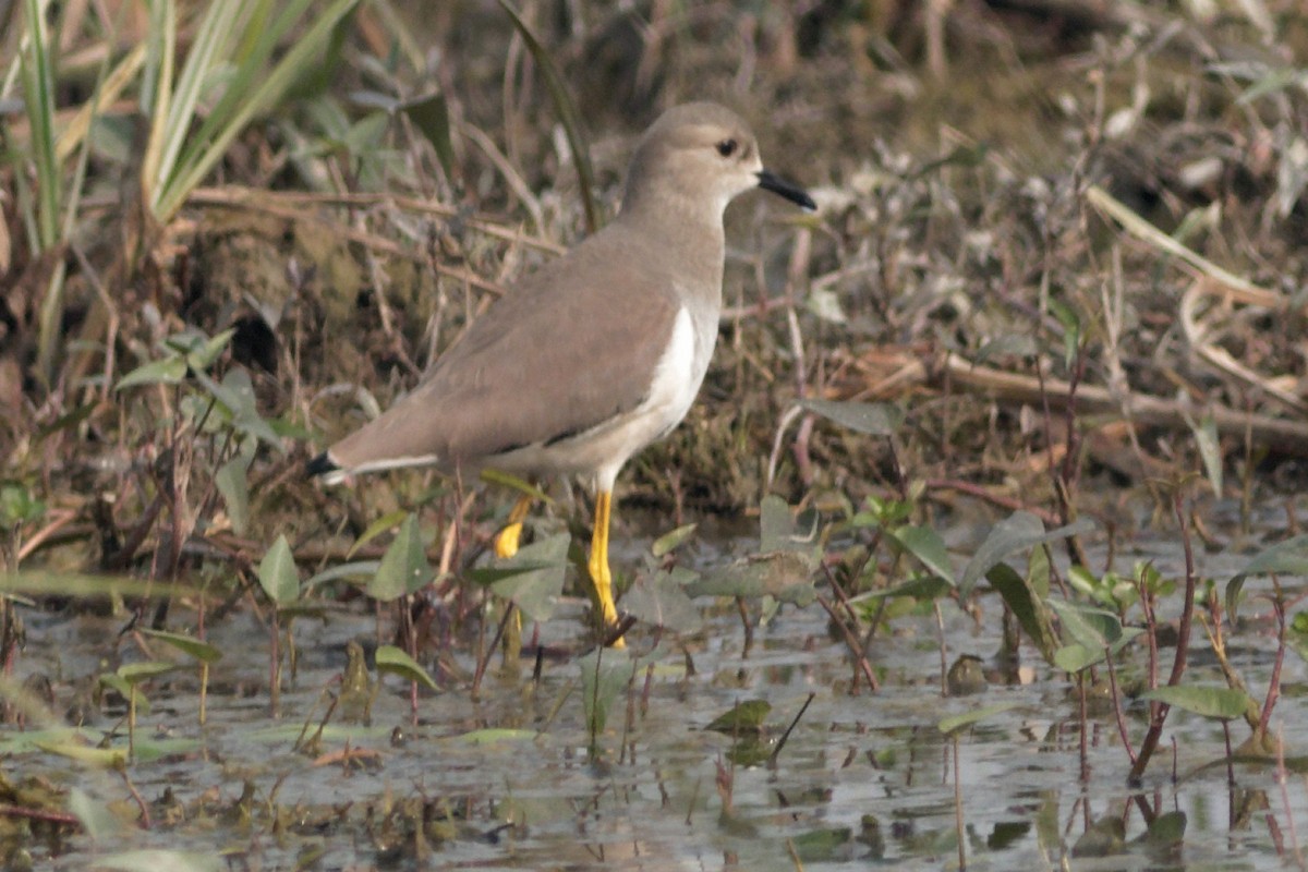 White-tailed Lapwing - Able Lawrence