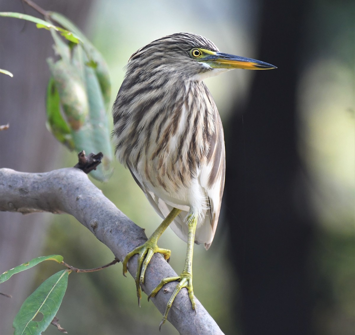 Indian Pond-Heron - ML402248261