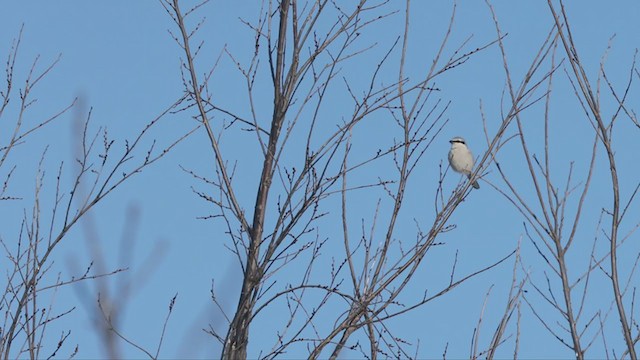 Northern Shrike - ML402248381