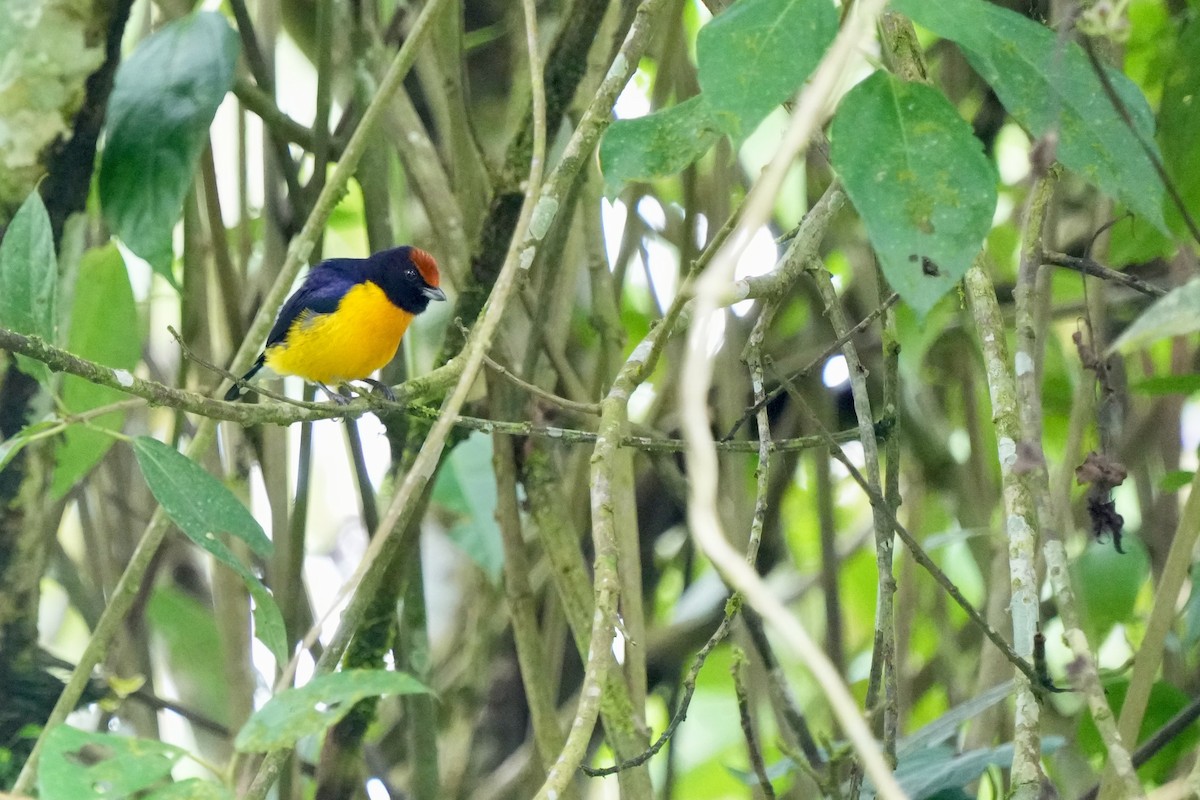 Tawny-capped Euphonia - ML402249411