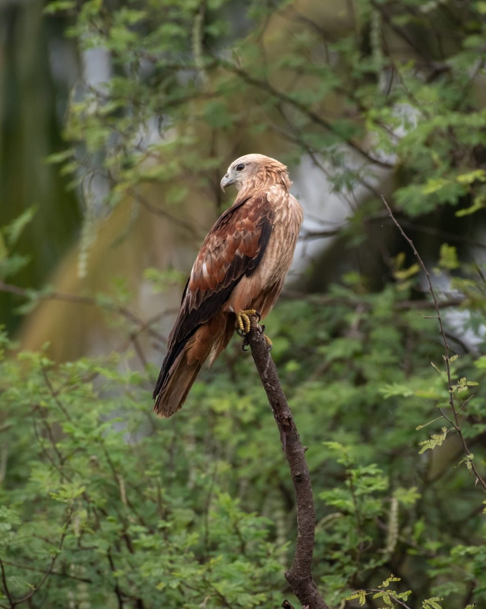 Brahminy Kite - ML402249441