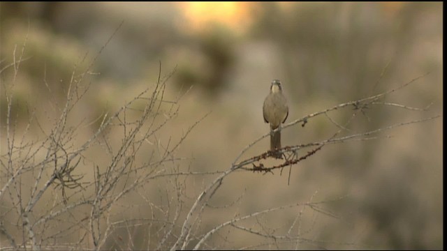 California Thrasher - ML402250