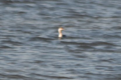 Red-necked Grebe - ML40225011
