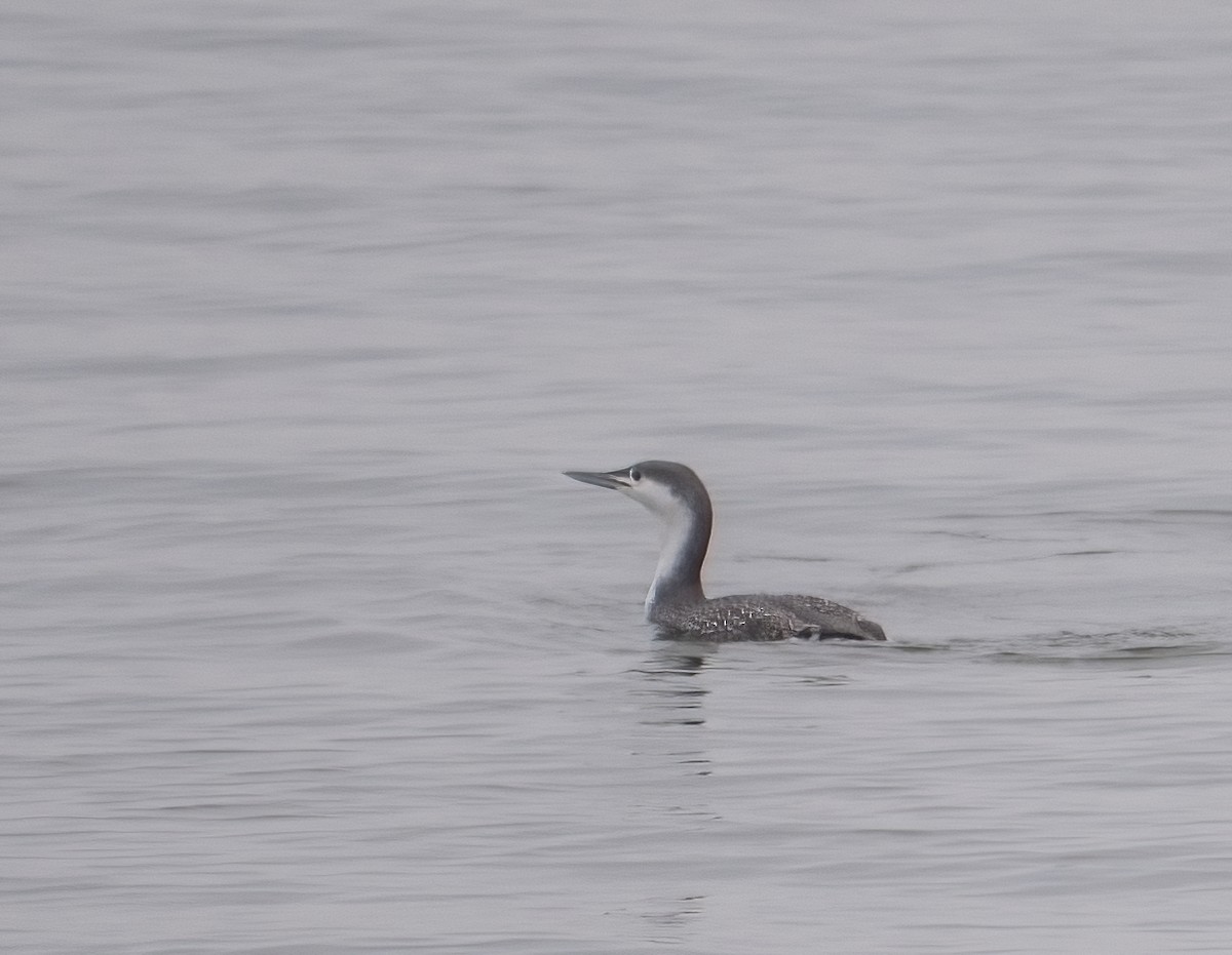 Red-throated Loon - ML402251551