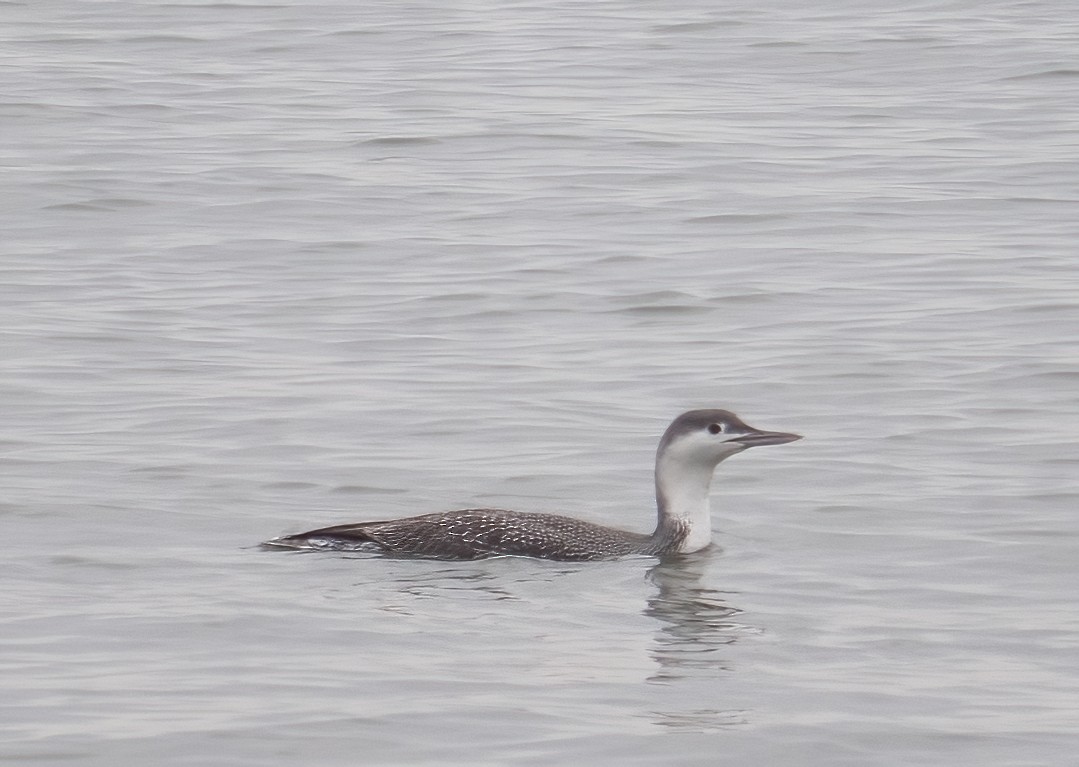 Red-throated Loon - ML402251561