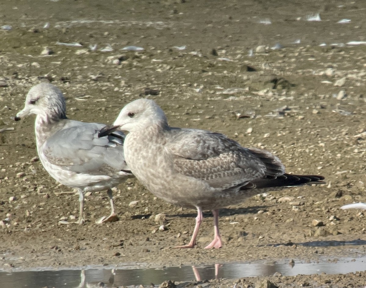 Herring x Glaucous-winged Gull (hybrid) - Kaia Colestock