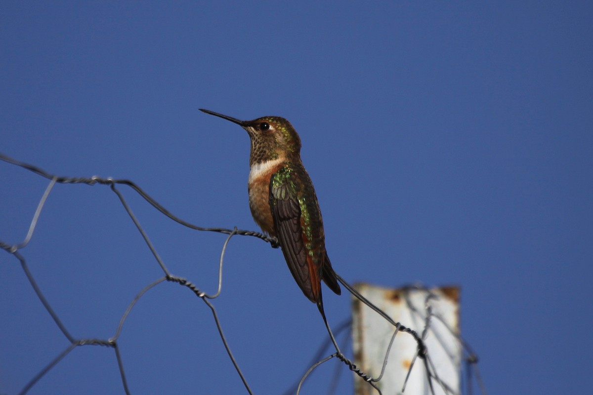 Rufous Hummingbird - ML40225241