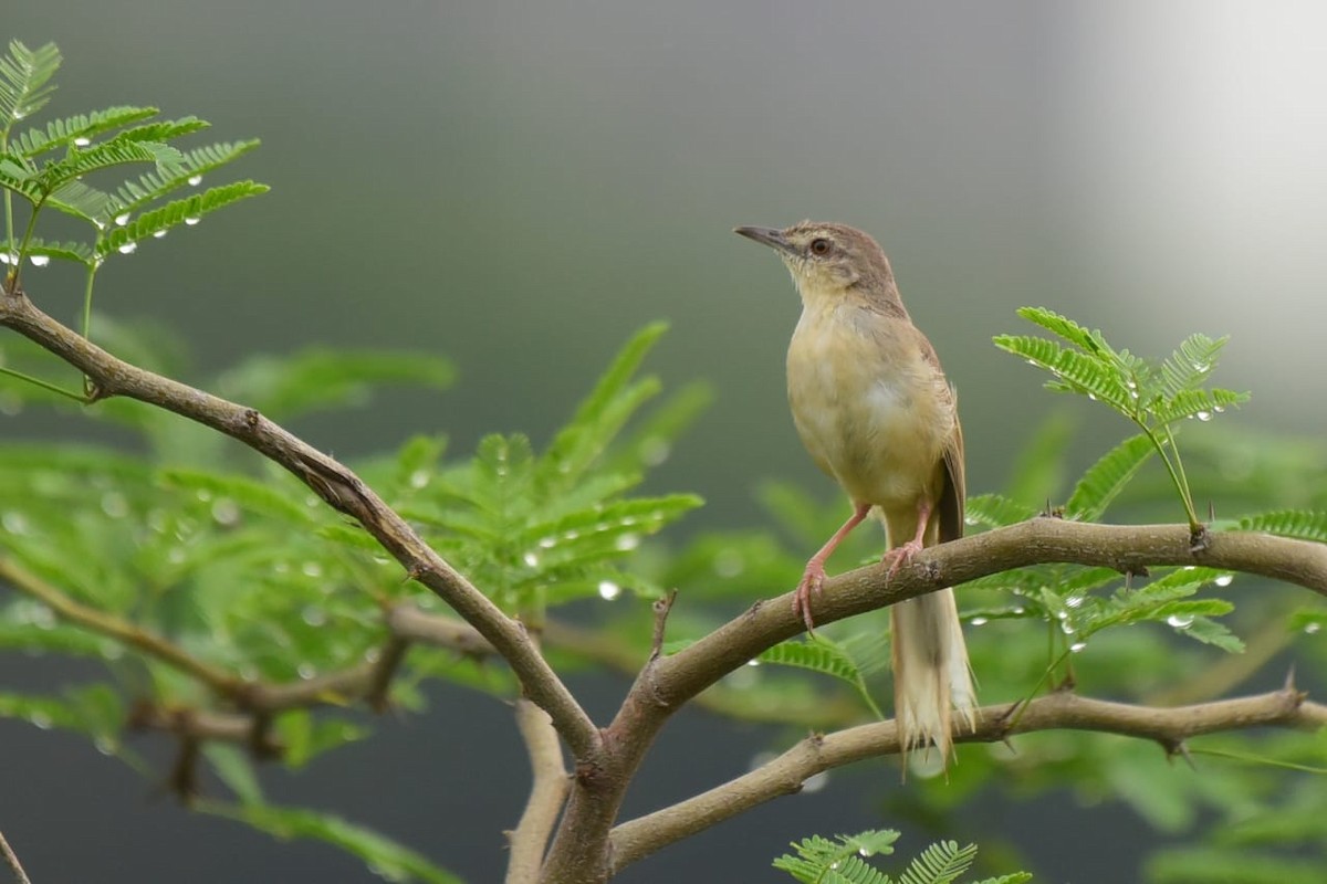 Jungle Prinia - ML402252661