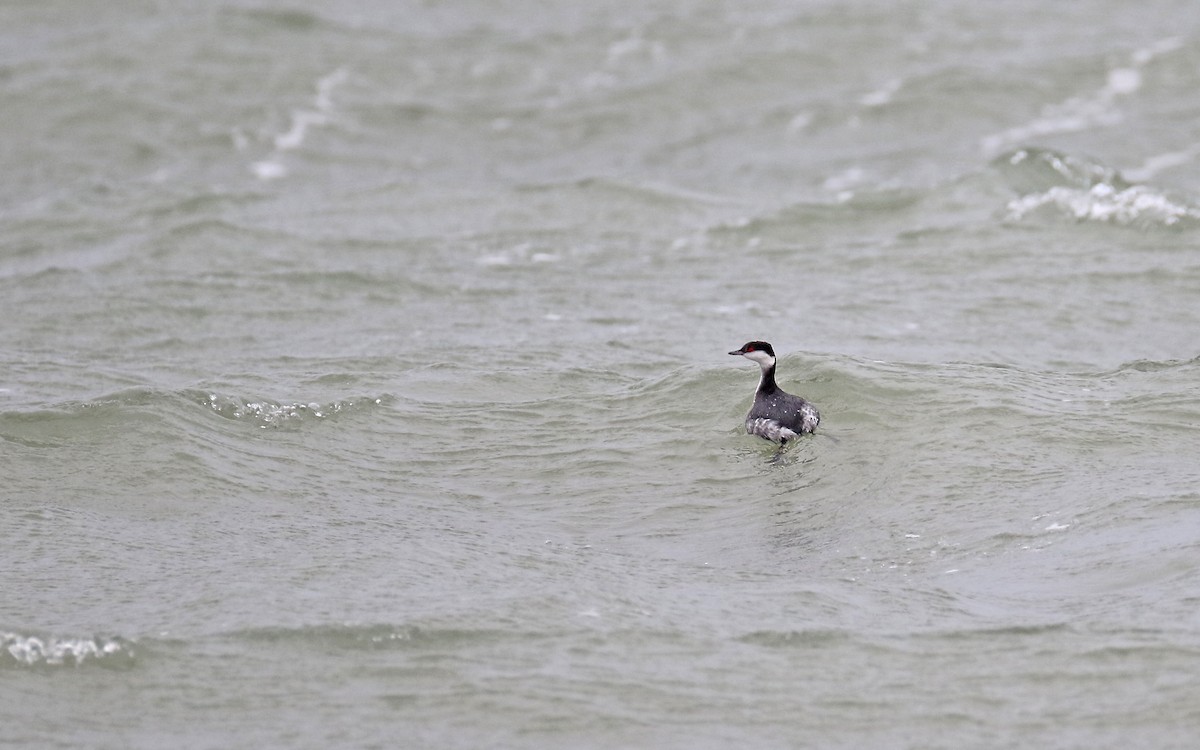 Horned Grebe - Christoph Moning