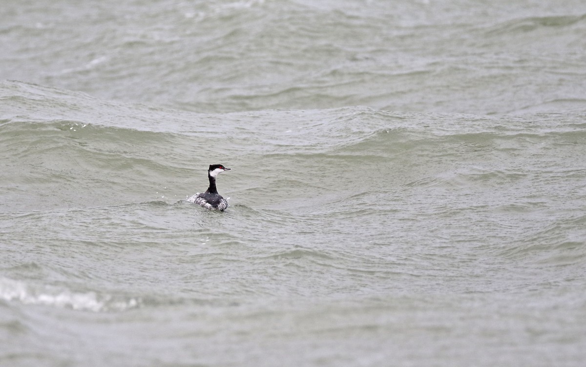 Horned Grebe - Christoph Moning