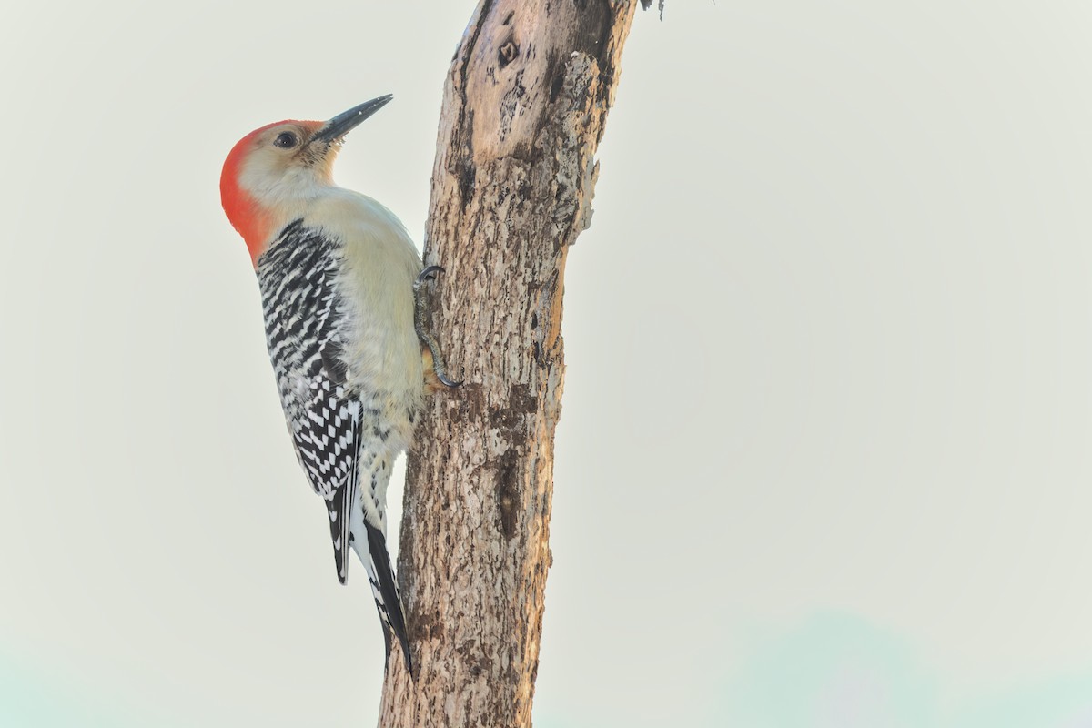 Red-bellied Woodpecker - David Guertin
