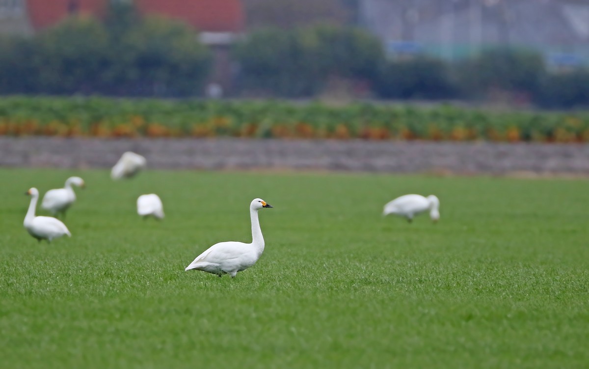 Tundra Swan - ML402253521