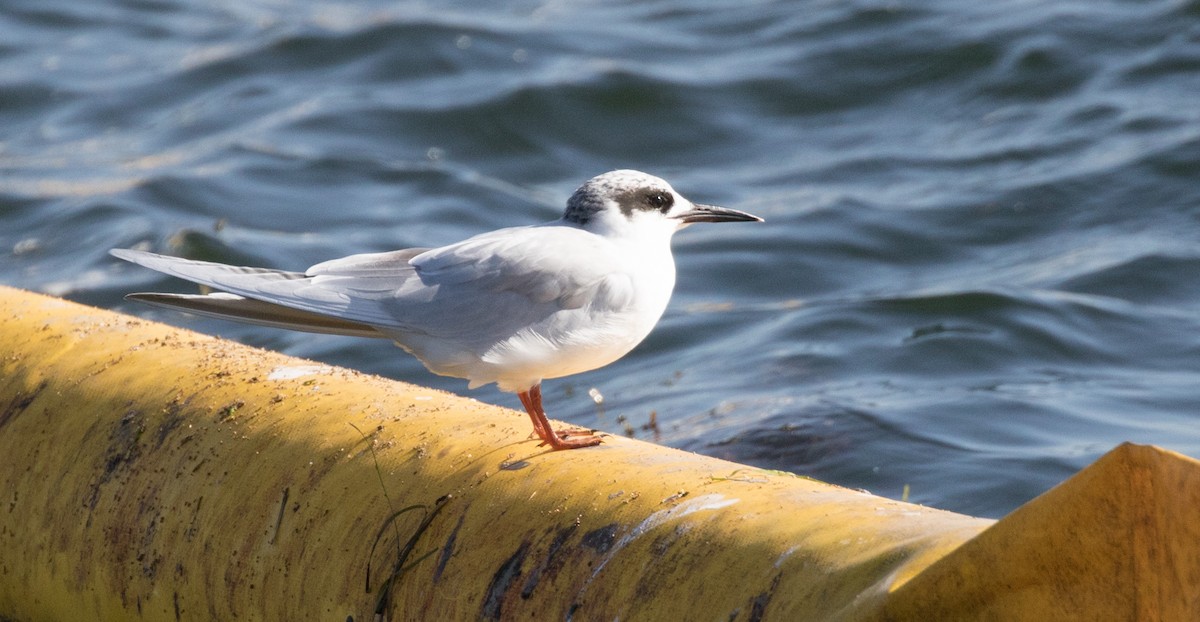 Forster's Tern - ML40225361