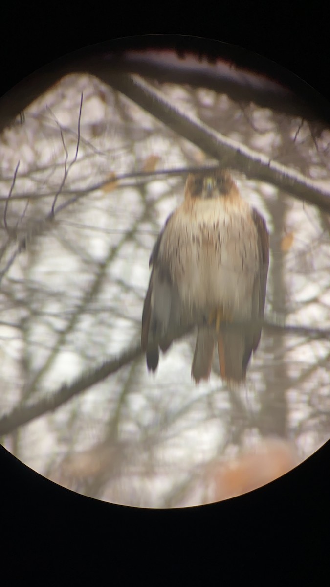 Red-tailed Hawk - ML402254361