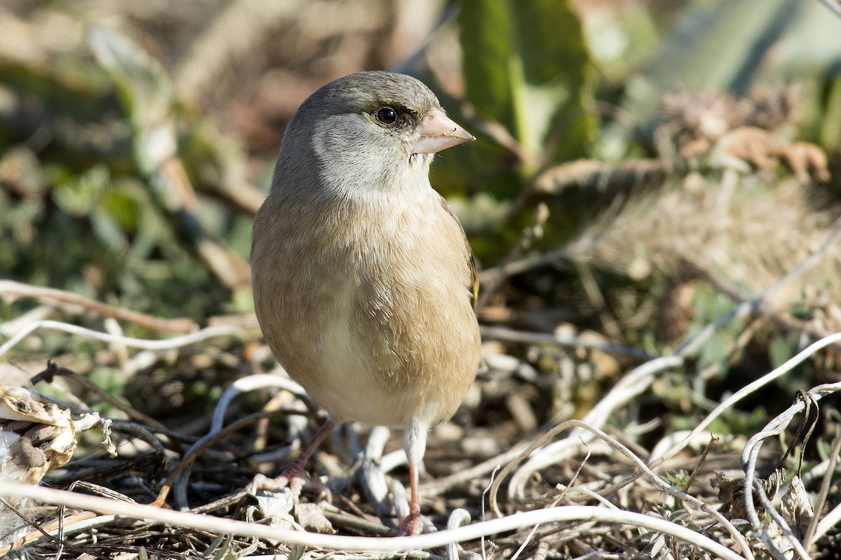Oriental Greenfinch - ML402257501