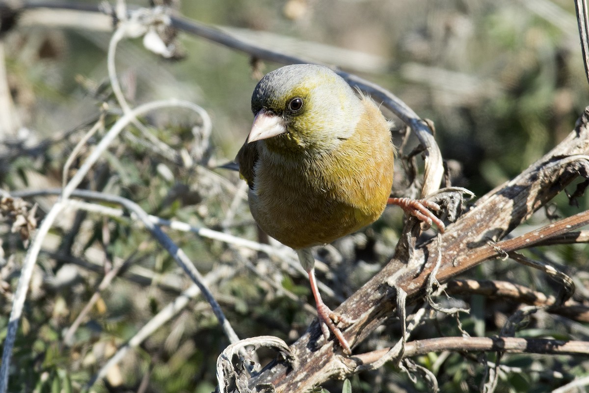 Oriental Greenfinch - ML402257511