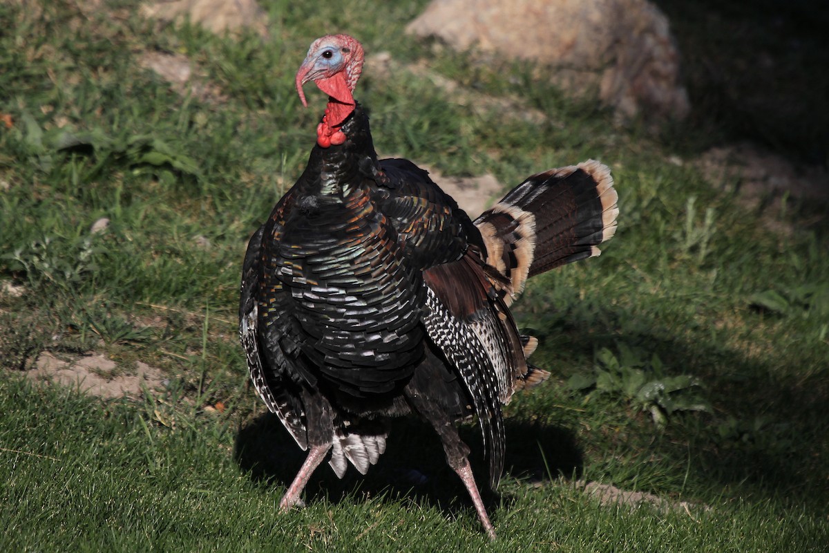 Wild Turkey - ML40225791