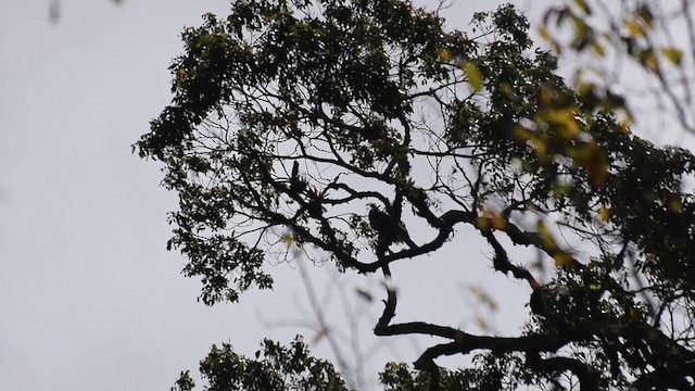 Ornate Hawk-Eagle - ML402258381