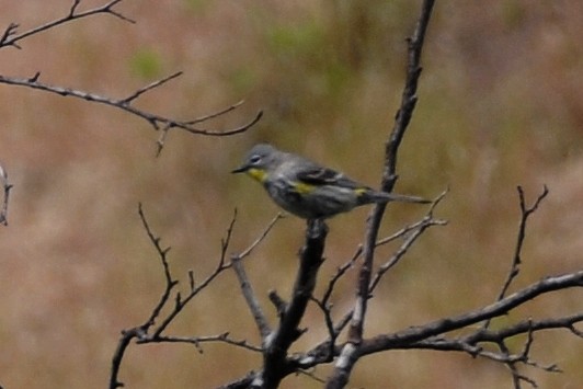 Yellow-rumped Warbler (Audubon's) - John Doty