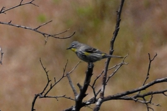 Kronenwaldsänger (Audubonwaldsänger) - ML40226081