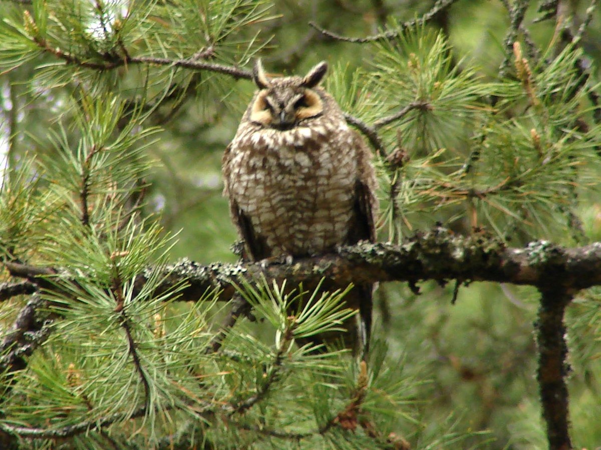 Long-eared Owl - David Marjamaa