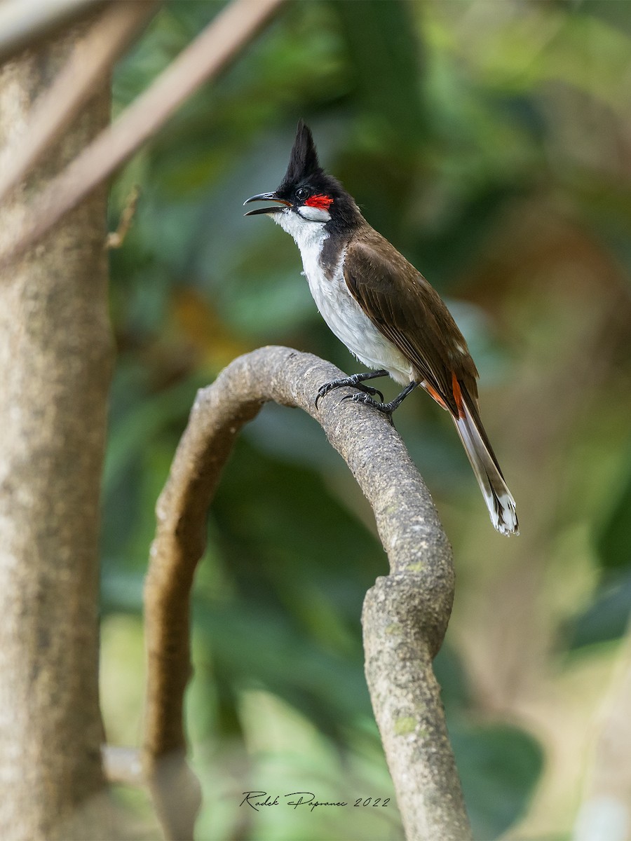 Red-whiskered Bulbul - ML402266111