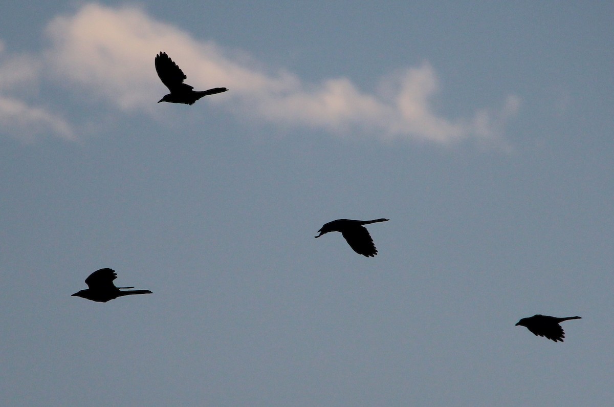 Great-tailed Grackle - ML40226681