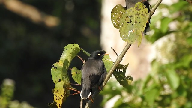 Jungle Myna - ML402267431