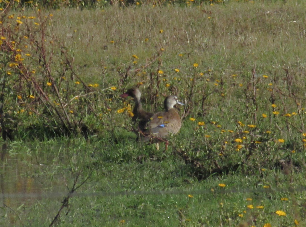 Brazilian Teal - Evelyn Krojmal