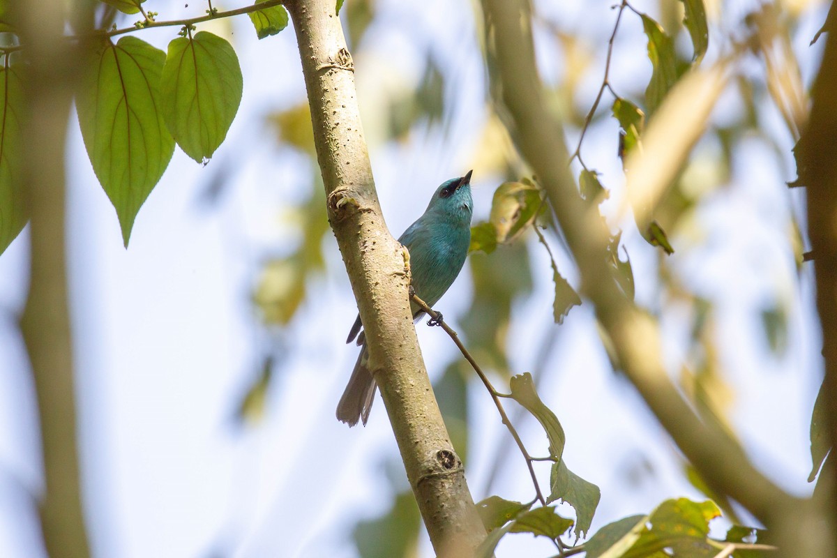 Verditer Flycatcher - vedant ramtekkar