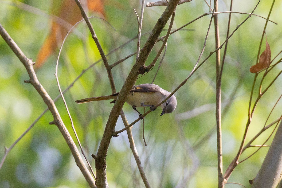 Small Minivet - ML402268901