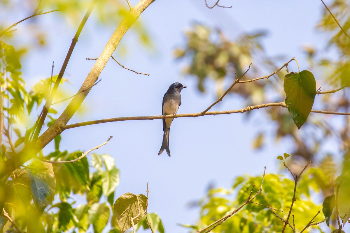 Drongo à ventre blanc - ML402268951