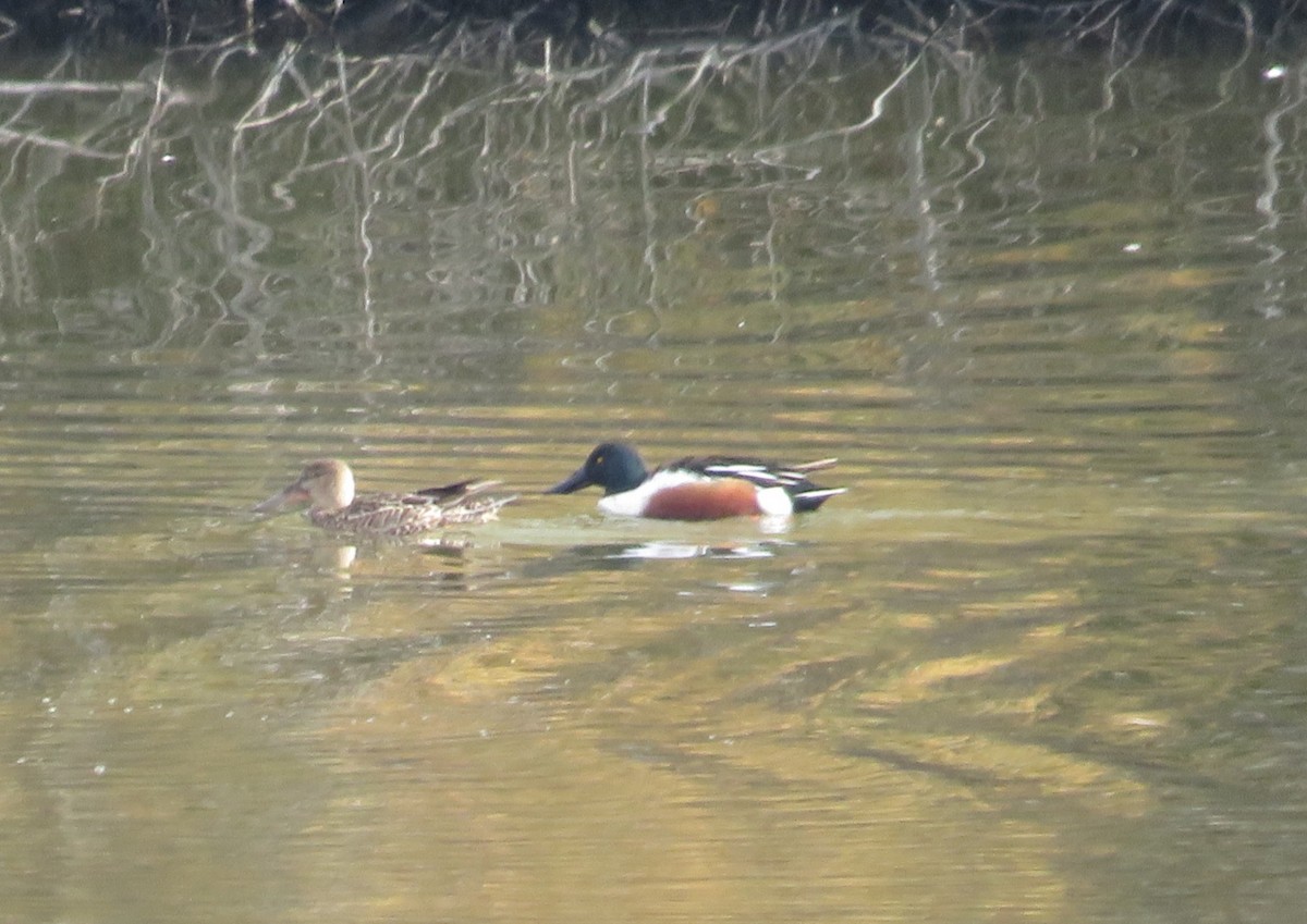 Northern Shoveler - ML402268991