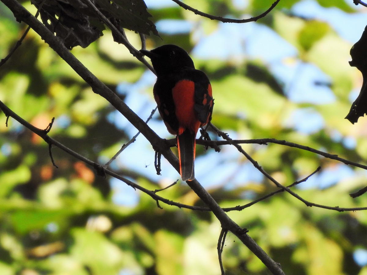 Scarlet Minivet - ML402270371