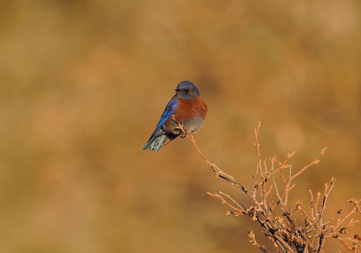 Western Bluebird - ML402271521