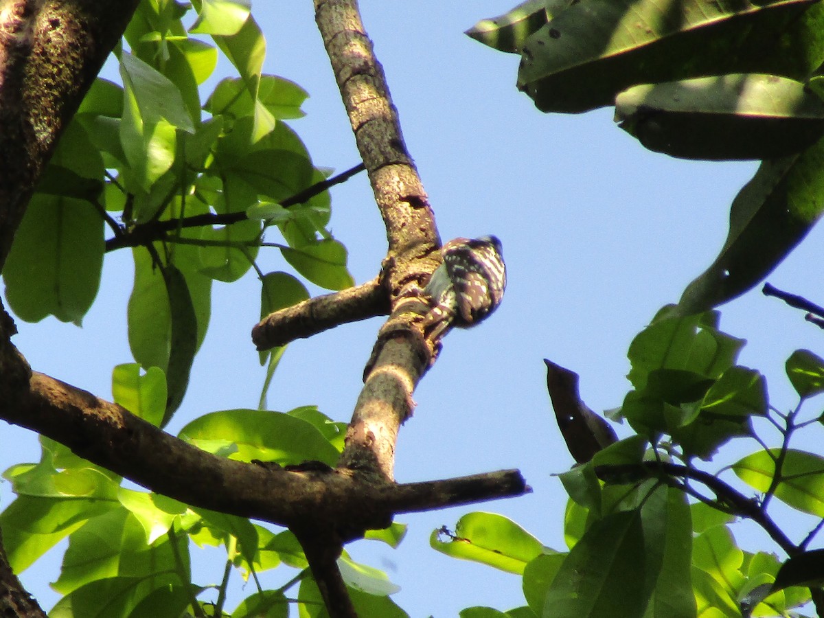 Brown-capped Pygmy Woodpecker - ML402272341