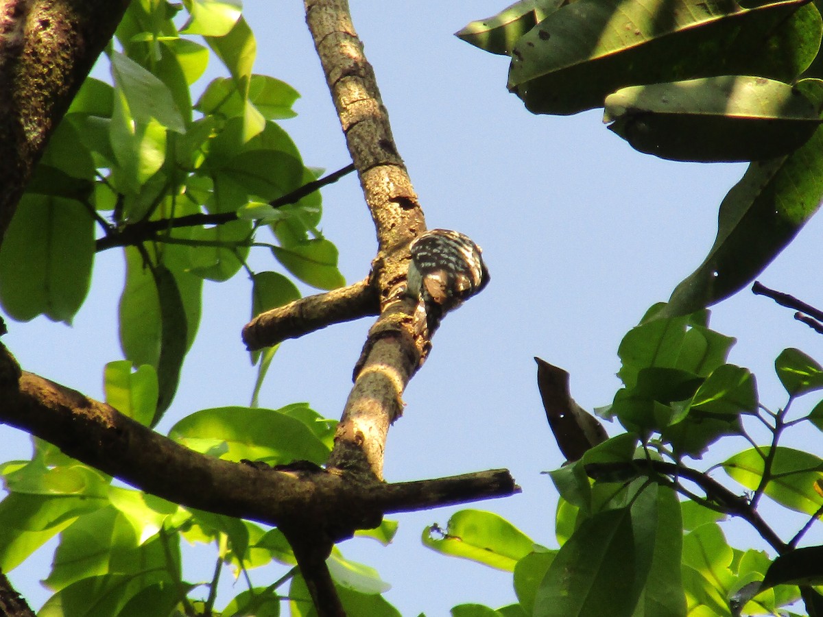 Brown-capped Pygmy Woodpecker - ML402272381