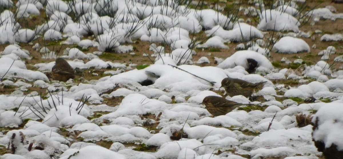 American Pipit - ML402272391