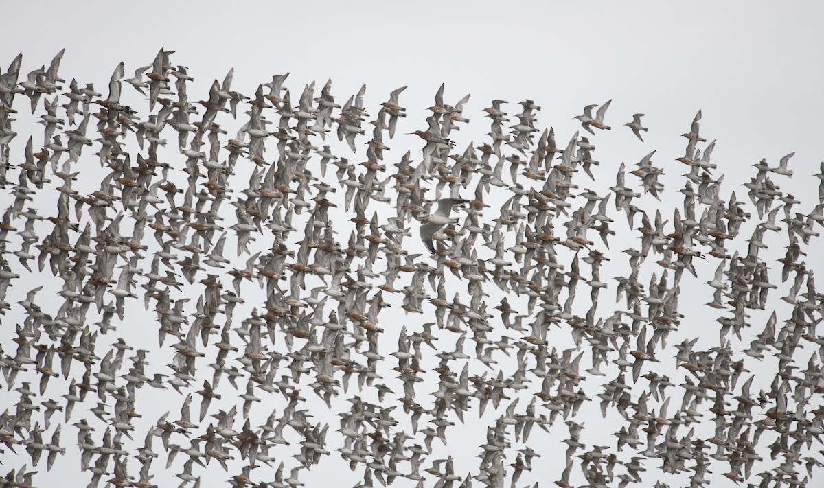 Red Knot - ML402274431