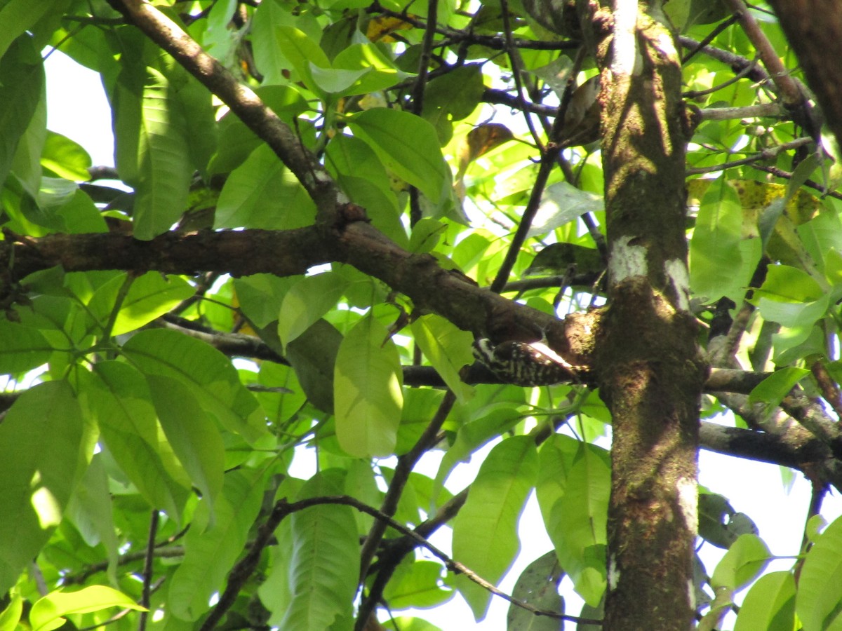 Brown-capped Pygmy Woodpecker - ML402274851