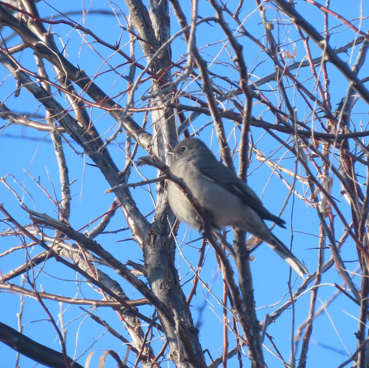 Townsend's Solitaire - ML402274931