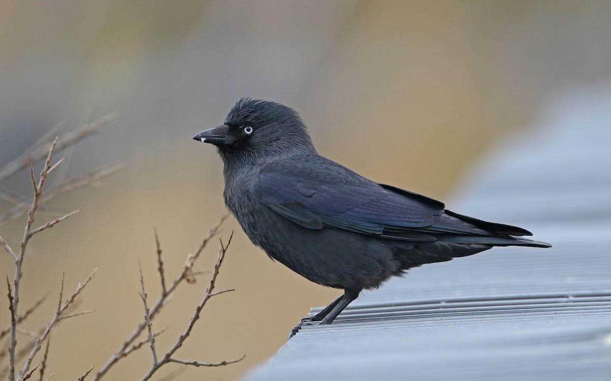 Eurasian Jackdaw - ML402275691