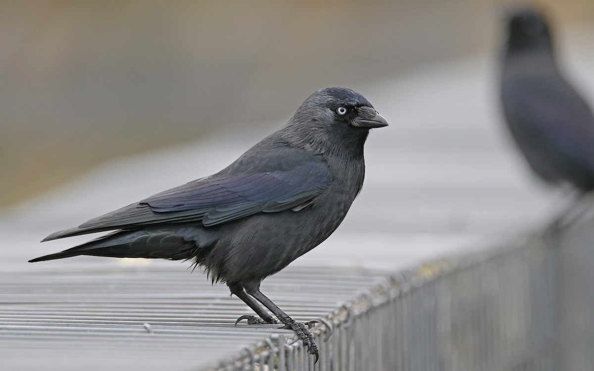 Eurasian Jackdaw - ML402275871