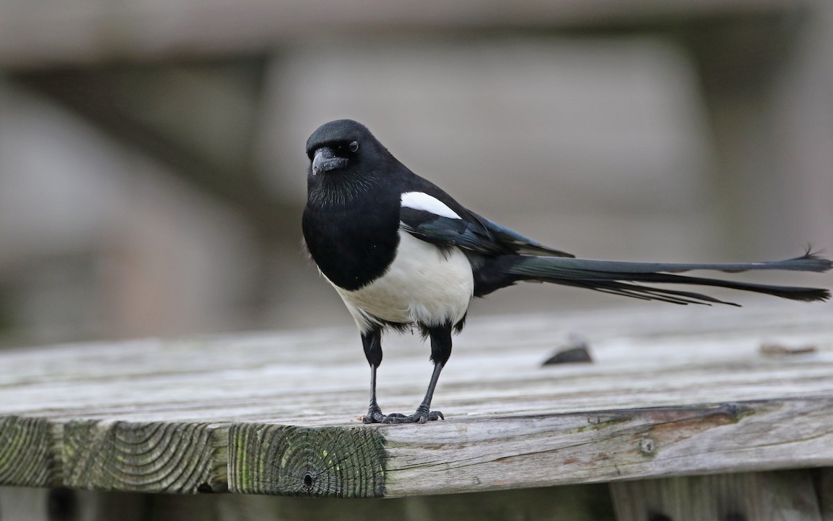 Eurasian Magpie - ML402275911