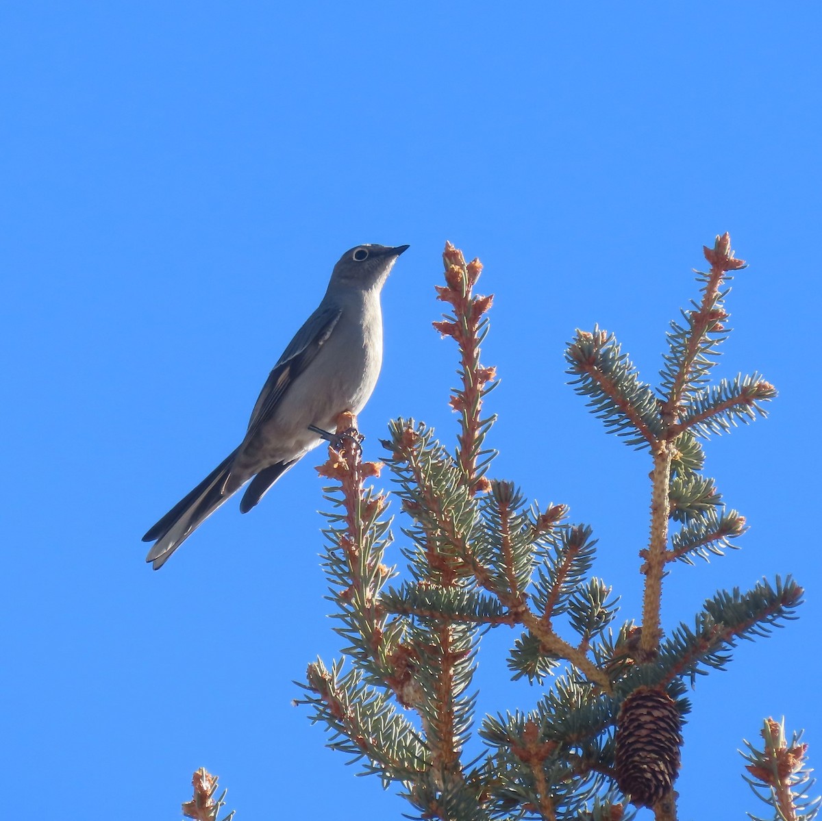 Townsend's Solitaire - ML402275941