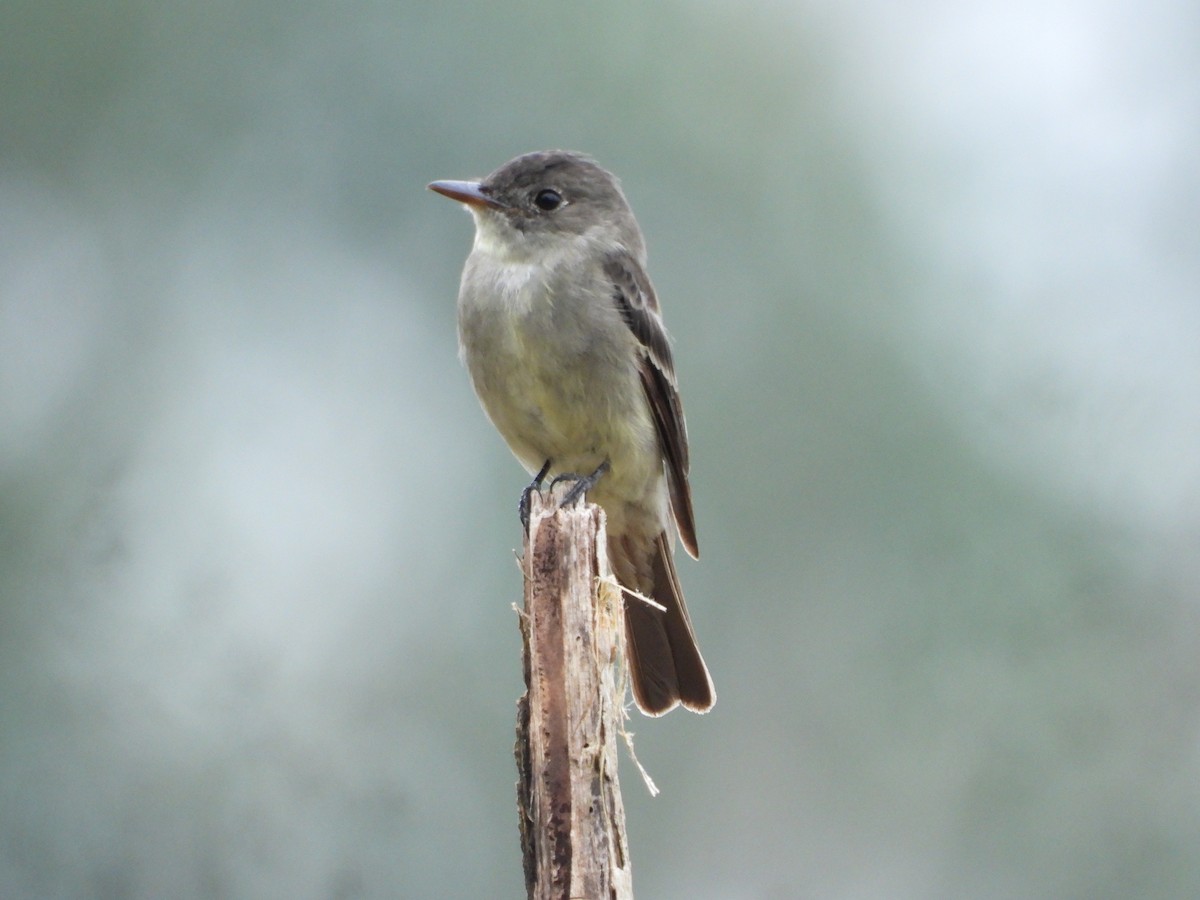 Eastern Wood-Pewee - Jorge Galván