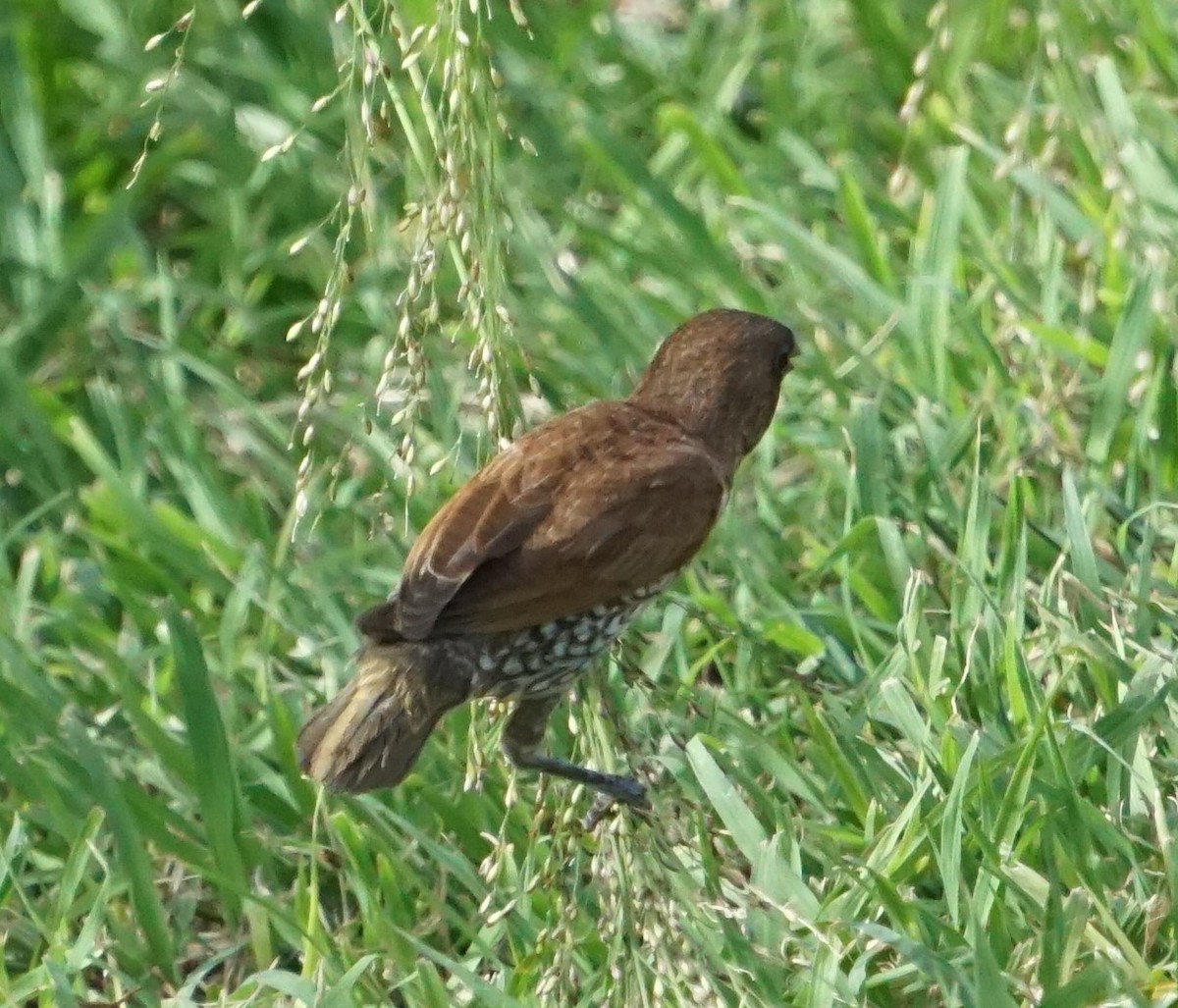 Scaly-breasted Munia - ML402276981