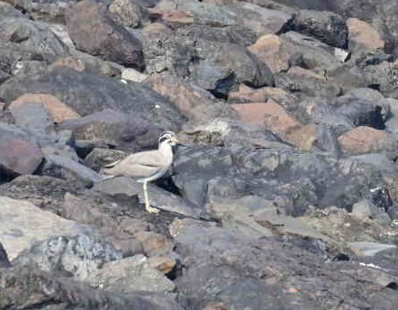 Great Thick-knee - ML402277011
