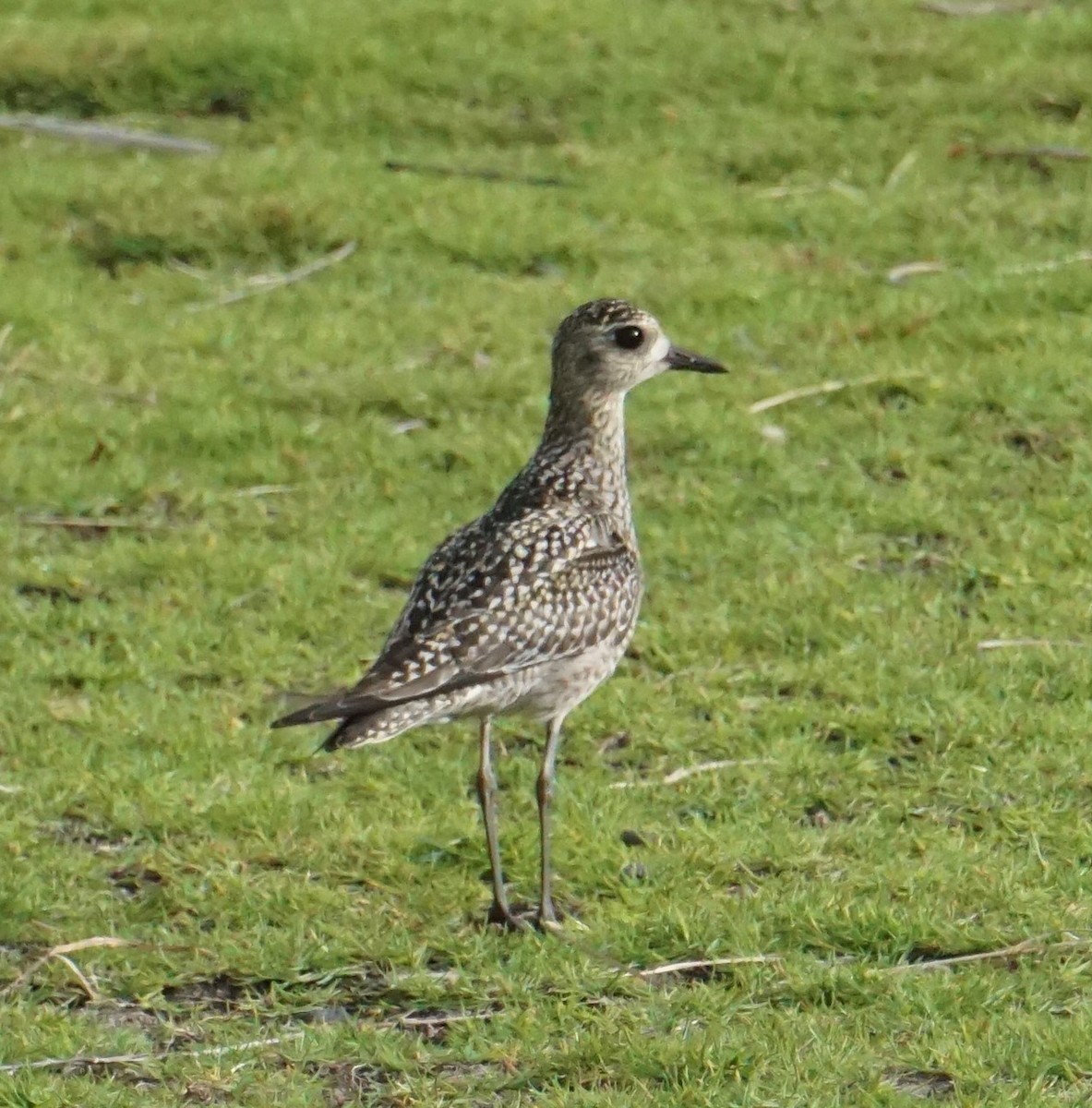 Pacific Golden-Plover - ML402278291